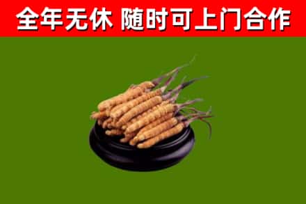 资中县回收散虫草