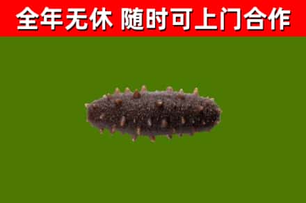 资中县烟酒回收干海参.jpg